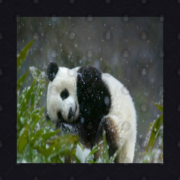 Xmas Panda by joshsmith